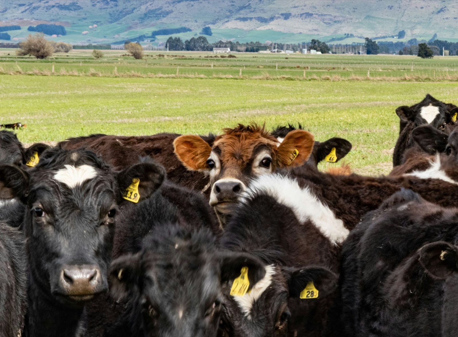 Why New Zealand Should Be Making Its Own Biofuels — photo 2